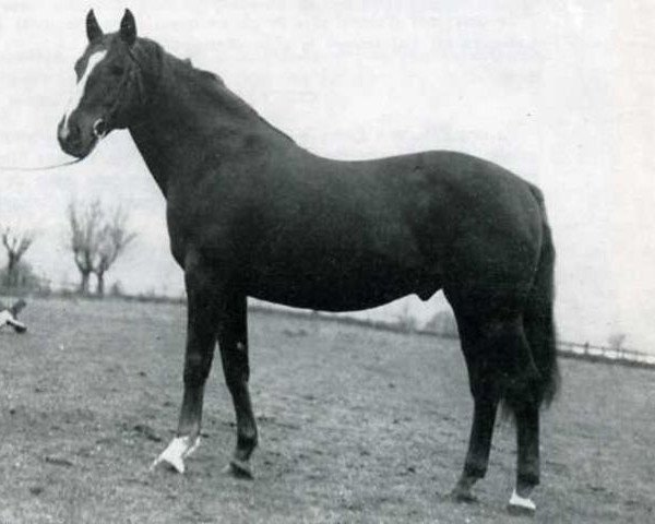 stallion Papy de l'Ile (Selle Français, 1959, from Furioso xx)