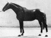 stallion Arquebusier (Selle Français, 1966, from Papy de l'Ile)