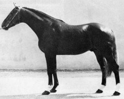 stallion Arquebusier (Selle Français, 1966, from Papy de l'Ile)