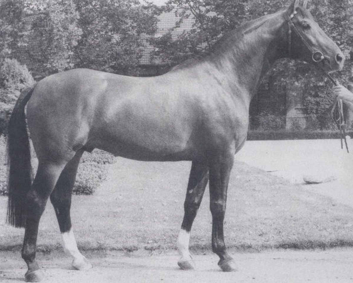 stallion Schöning (Westphalian, 1979, from Schwanstein)