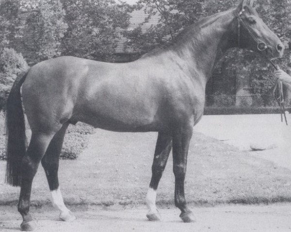 stallion Schöning (Westphalian, 1979, from Schwanstein)