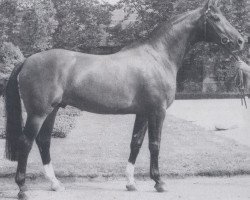 stallion Schöning (Westphalian, 1979, from Schwanstein)