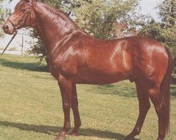 stallion Labrador (Holsteiner, 1972, from Ladykiller xx)