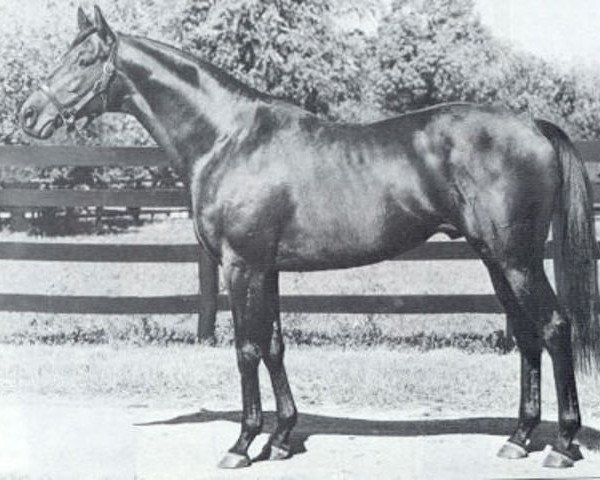 stallion Mr. Leader xx (Thoroughbred, 1966, from Hail to Reason xx)