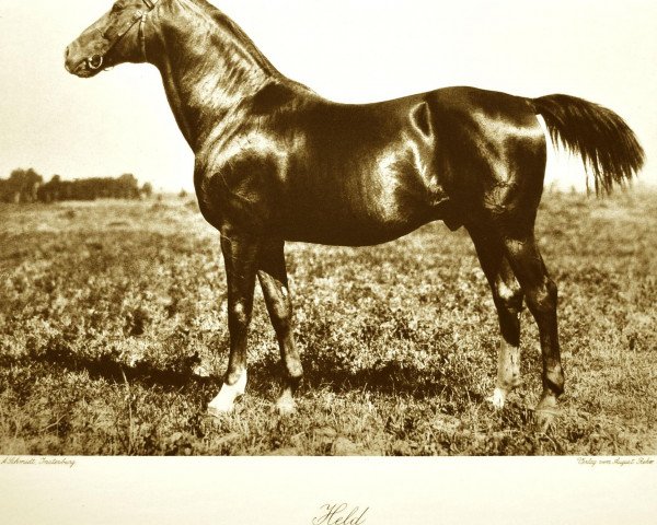 stallion Held (Trakehner, 1910, from Sonnenstrahl)