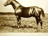 stallion Schwindler (Trakehner, 1907, from Nordost)