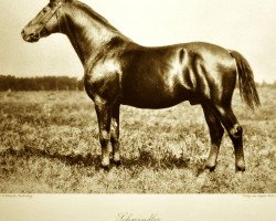 stallion Schwindler (Trakehner, 1907, from Nordost)