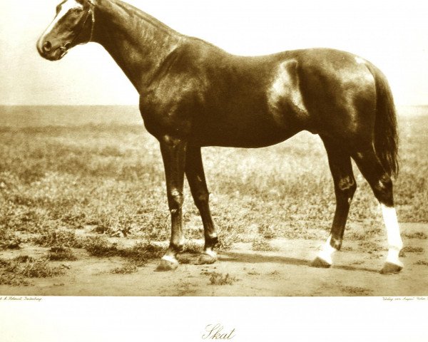stallion Skat (Trakehner, 1898, from Padorus)