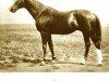 stallion Skat (Trakehner, 1898, from Padorus)