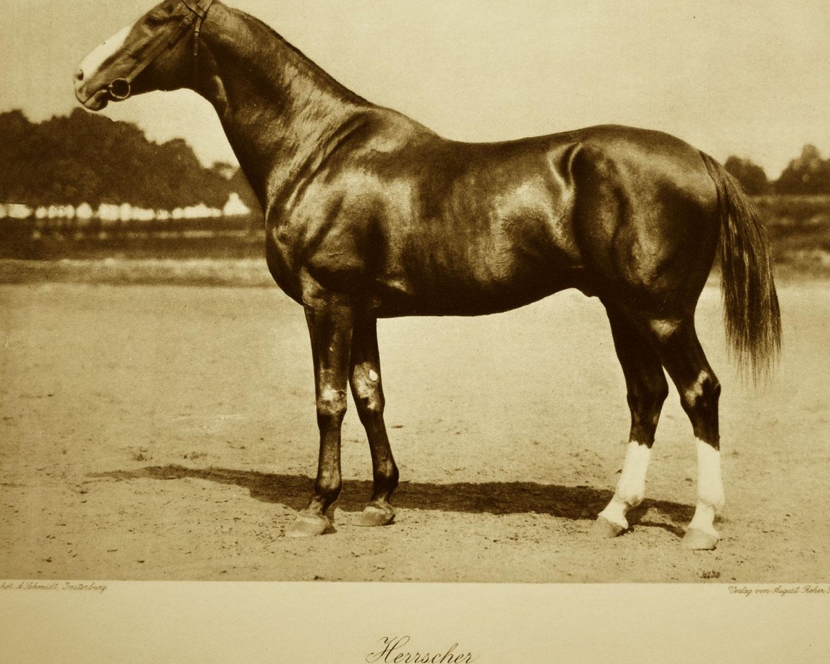 Deckhengst Herrscher (Trakehner, 1906, von Letzter Mohikaner xx)