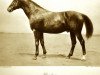 stallion Flandern (Trakehner, 1913, from Habakuk)