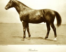 stallion Flandern (Trakehner, 1913, from Habakuk)