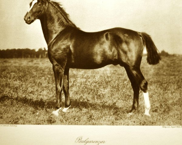 stallion Bulgarenzar (Trakehner, 1914, from Habakuk)