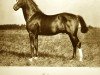 Pferd Bulgarenzar (Trakehner, 1914, von Habakuk)