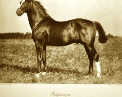 Deckhengst Bulgarenzar (Trakehner, 1914, von Habakuk)