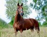 dressage horse Fred Feuerstein 53 (Hanoverian, 2016, from Fürstenhof)