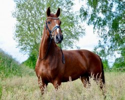 dressage horse Fred Feuerstein 53 (Hanoverian, 2016, from Fürstenhof)