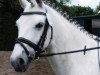 dressage horse Trabbi Power (German Riding Pony, 2002, from Mahrdorf Titus)