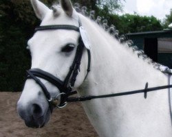 dressage horse Trabbi Power (German Riding Pony, 2002, from Mahrdorf Titus)