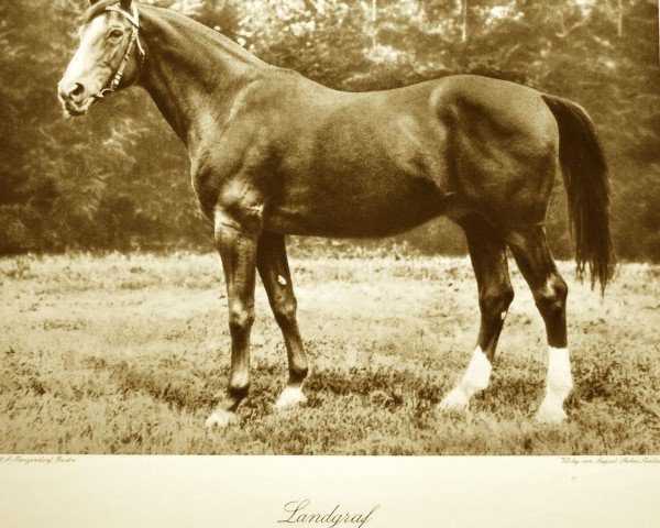 stallion Landgraf (Trakehner, 1905, from Leporello II)