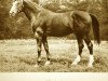 stallion Landgraf (Trakehner, 1905, from Leporello II)