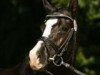 stallion Noah de Luxe (German Riding Pony, 2009, from Heidbergs Nancho Nova)