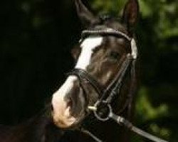 dressage horse Noah de Luxe (Deutsches Reitpony, 2009, from Heidbergs Nancho Nova)