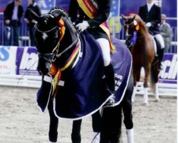 stallion Noir de Luxe (German Riding Pony, 2004, from Heidbergs Nancho Nova)