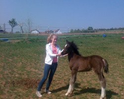 Zuchtstute Noix de Coco (Deutsches Reitpony, 2011, von Heidbergs Nancho Nova)