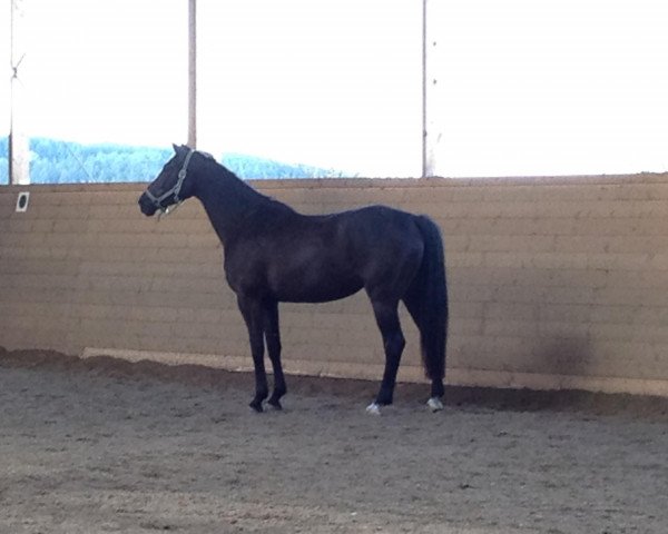 broodmare Moorea's Mona Lisa (Trakehner, 2008, from Herzensdieb)