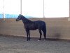 broodmare Moorea's Mona Lisa (Trakehner, 2008, from Herzensdieb)