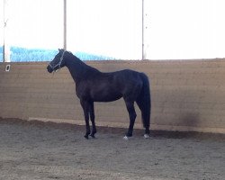 broodmare Moorea's Mona Lisa (Trakehner, 2008, from Herzensdieb)