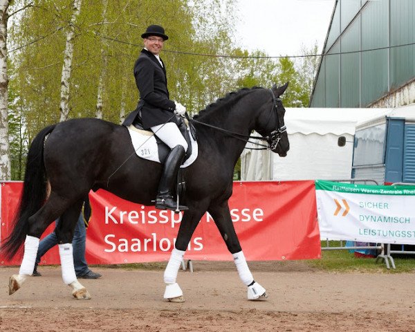 dressage horse Maybach 6 (Trakehner, 2003, from Gribaldi)