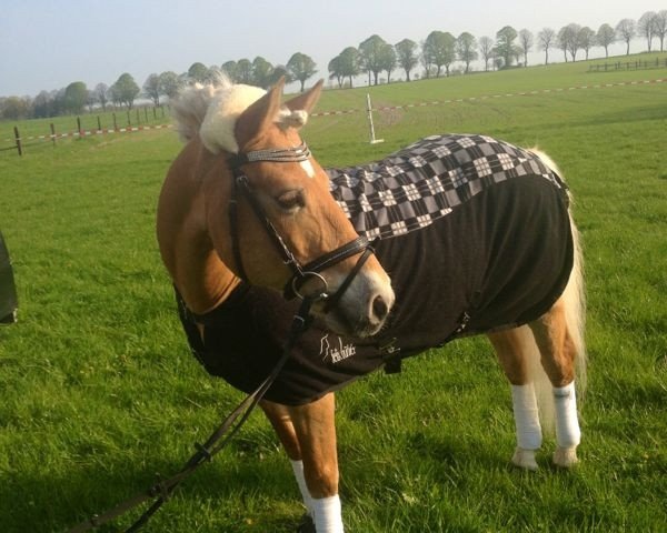 dressage horse Will Smith (Haflinger, 1996, from Arcello)