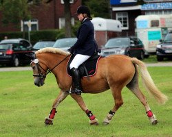 Springpferd Lady Gaga (Haflinger, 1996)