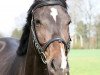 dressage horse Avantina (Oldenburg, 2008, from Airport)