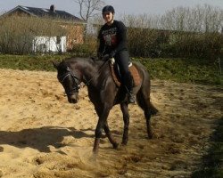 dressage horse Samba (Mecklenburg, 2009, from Saryno)