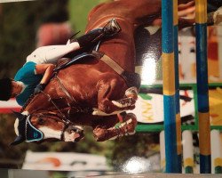 broodmare Expertin 3 (Austrian Warmblood, 1998, from Espri)