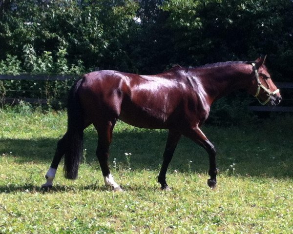 horse Nemo's Nightfire (Little German Riding Horse, 2002, from Nangrando)