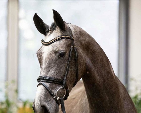 dressage horse Dancing Rose (Hanoverian, 2018, from Don Martillo)