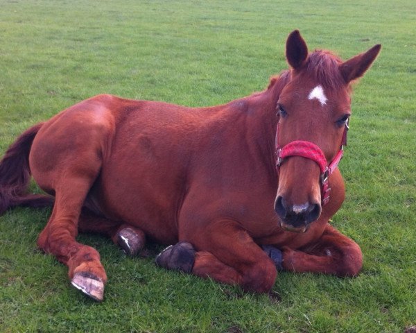 Pferd Magnum (Oldenburger, 2000, von Curacao I)