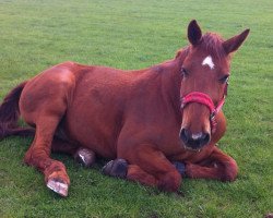 horse Magnum (Oldenburg, 2000, from Curacao I)