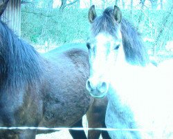 horse Sternchen (German Riding Pony,  )