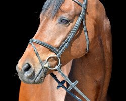 dressage horse Caprice 436 (Oldenburg show jumper, 2005, from Carry Gold)