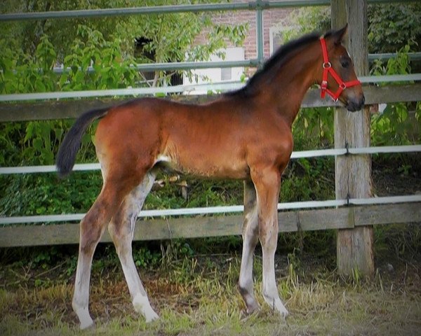 broodmare Conthega (Hanoverian, 2020, from Conthargos)