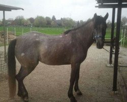 dressage horse Saffira (Deutsches Reitpony, 2008, from Fhedir Bey Ibn El Arab ox)