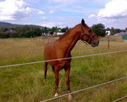 horse Pilot (Westphalian, 1992, from Pit I)