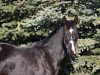 stallion Fibonacci 16 (Hanoverian, 2011, from Fürstenball)