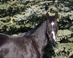 stallion Fibonacci 16 (Hanoverian, 2011, from Fürstenball)