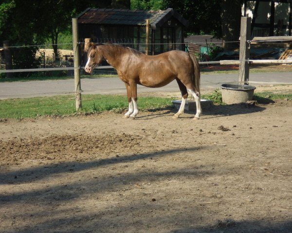 broodmare Wendelien (Welsh-Pony (Section B), 1993, from Silvester)